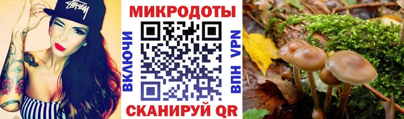 Купить  Зуевка  Галлюциногенные грибы Cubensis 